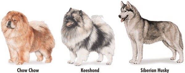 chow chow keeshond