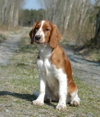 Welsh Springer Spaniel ~ Medium Dog Breeds