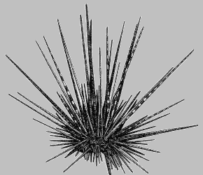 Unknown Artist - Spiny Sea Urchin, Hawaiian Species (reduced in size)