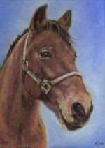 Naj - Pembrokeshire Horse