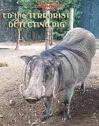 The Dept of Homeland Security presents Ed the Terrorist Detecting Pig