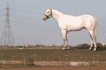 Mark Wallinger - White Horse Design (2008)