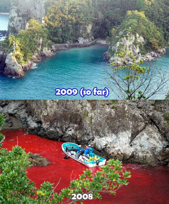 Gluttony Expedition Save Japan Dolphins