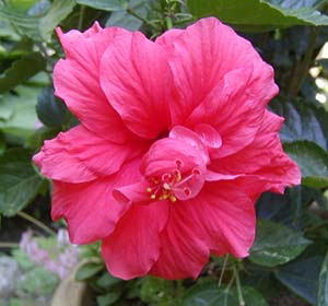 hibiscus front view