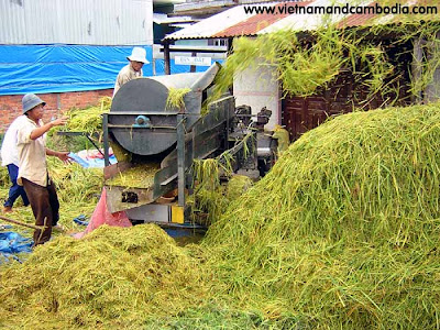 Rice Harvest in Central Vietnam