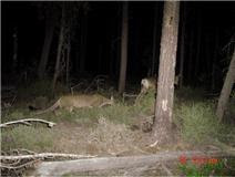 mountain mississippi ms lion cougar wildlife whitetail arrowhead hunters official website stalking sighting recent another near very camera