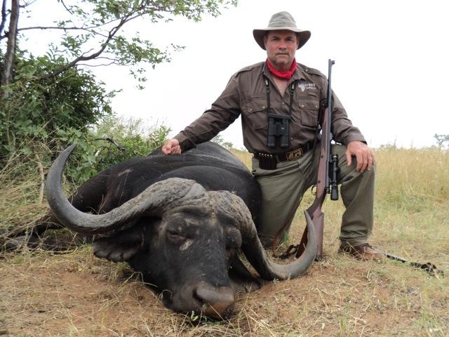 Trophy Cape Buffalo
