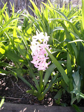 Fragrant