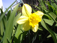 Daffodil