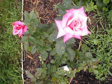 Summer 2008