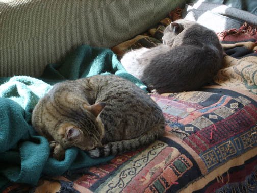 [cats.jpg]