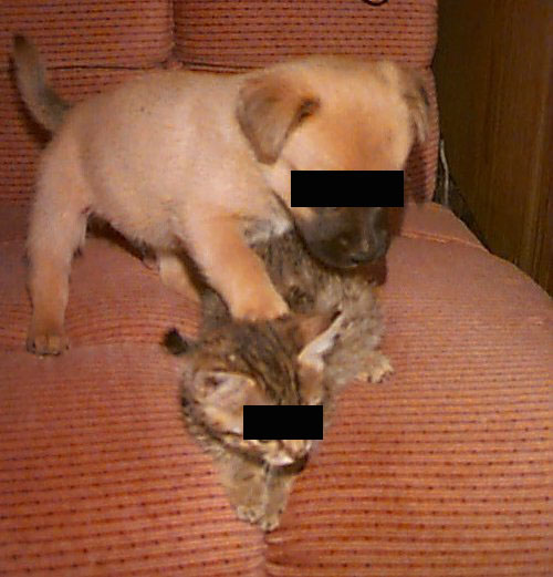 [squeakspup+copy.jpg]