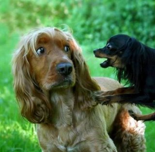 [Scared_Dog.jpg]