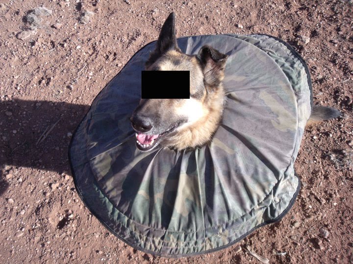 [clown+collar+2.jpg]