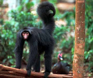All Animal Pictures: Black Spider Monkey Endangered Animals in the