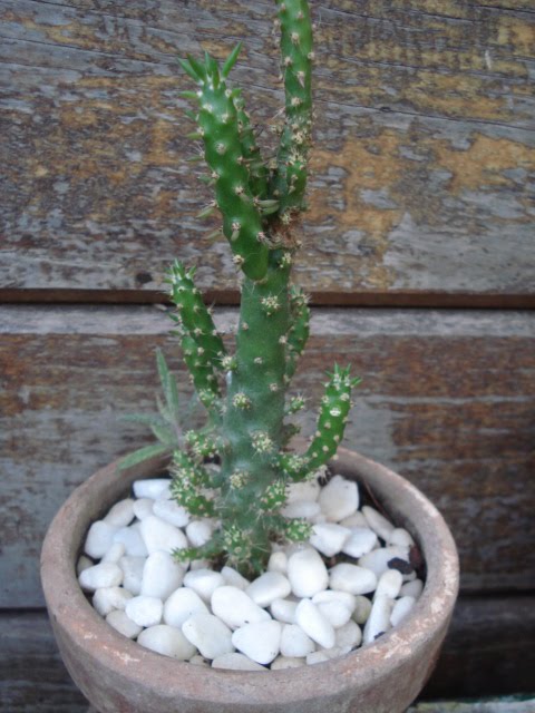[cactus+-+pq.JPG]