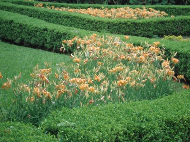 [lírio-laranja+-+pq.JPG]