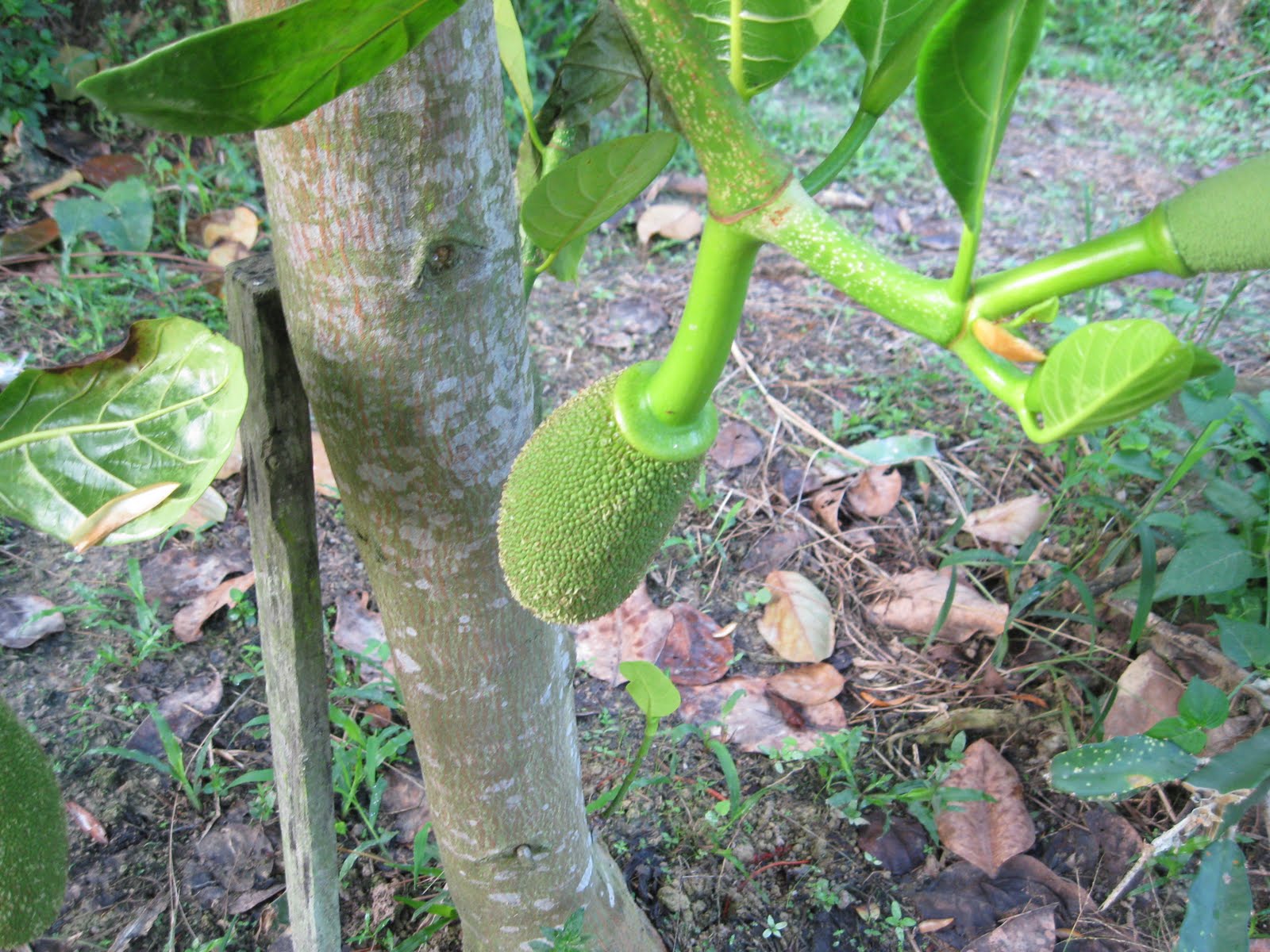Buah Nangka