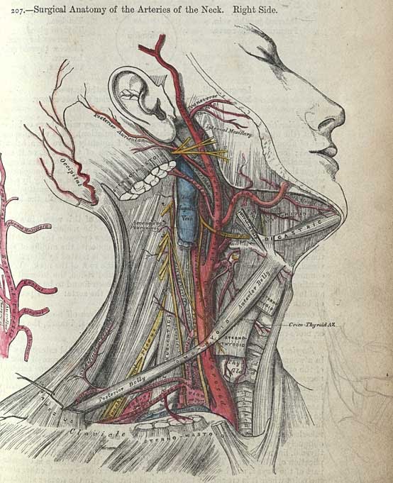[carotida.bmp]
