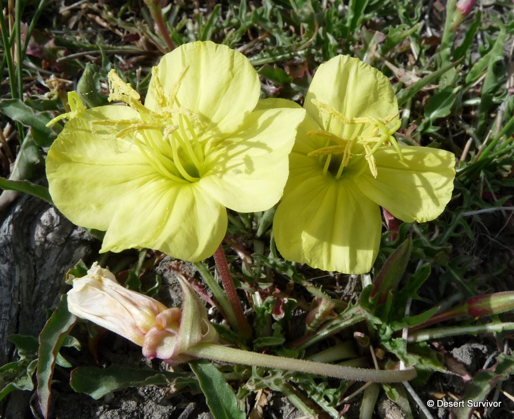 A Plant a Day Yellow Evening PrimroseOenothera flava