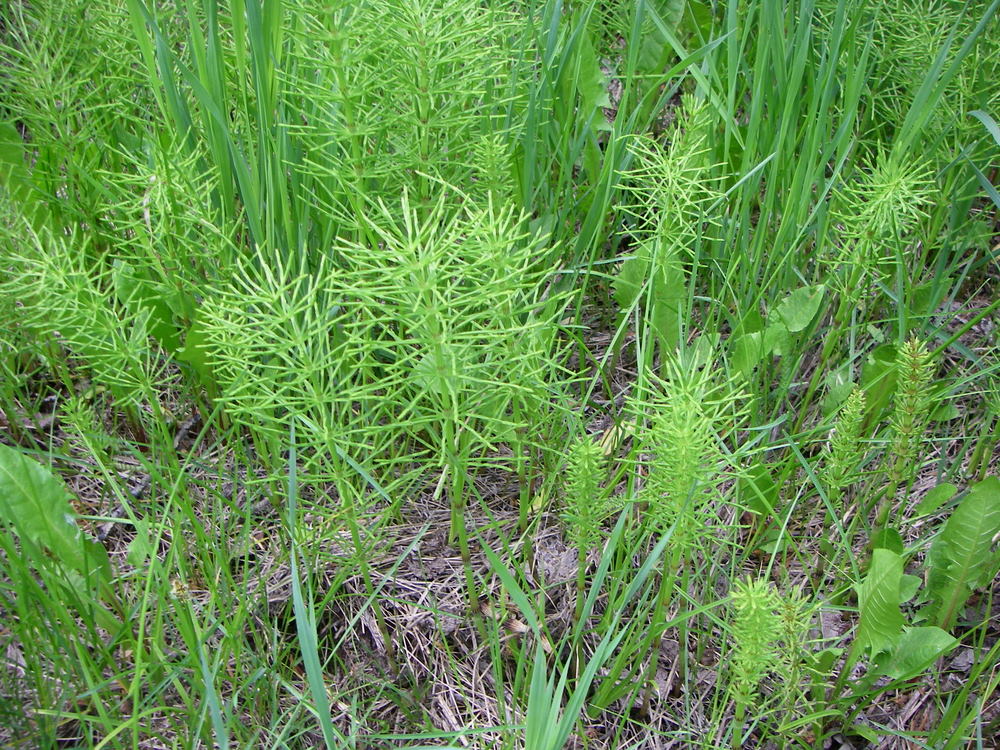 A Plant a Day Field HorsetailEquisetum arvense