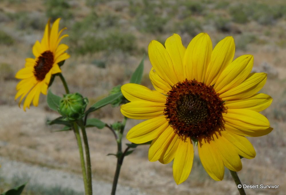A Plant a Day Common SunflowerHelianthus annuus