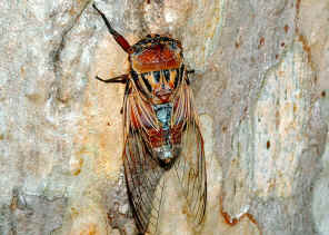 Double Drummer Cicada