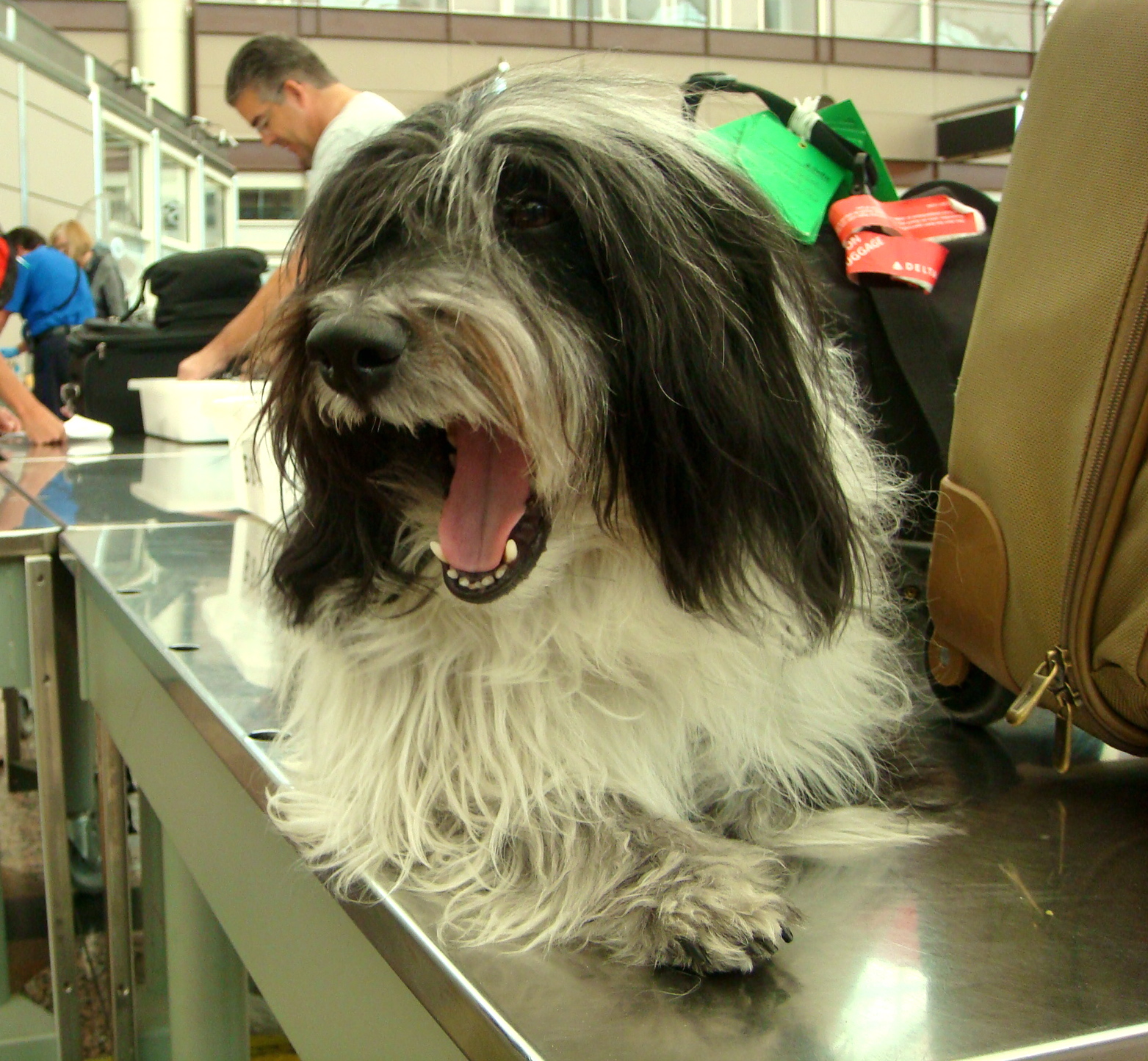 To Dog With Love How to Prepare Your Dog for a Long Plane Flight