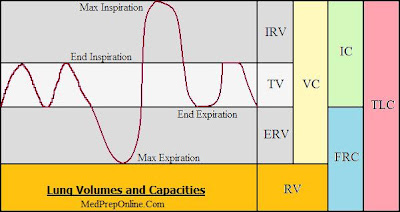 lung volumes