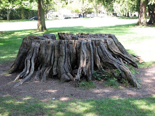 [tree+stump.jpg]