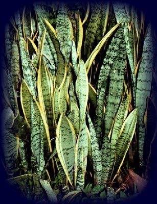 [25-Espada-de-S_Jorge.jpg]