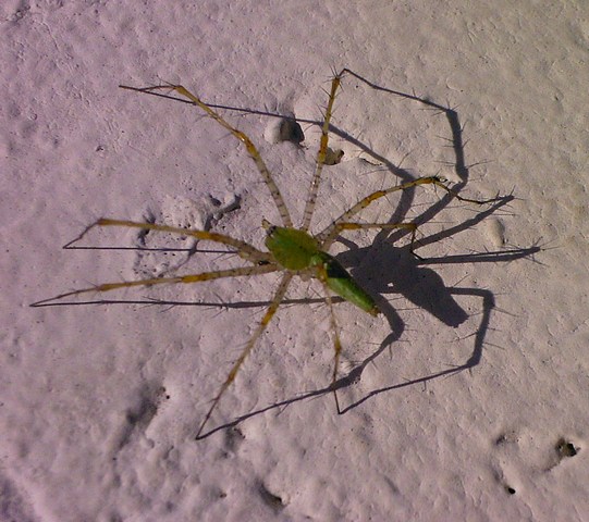 [spider1.jpg]