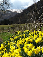 Daffodils beside Ullswater