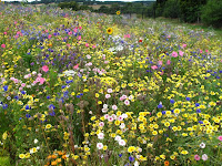 Wild-flowers