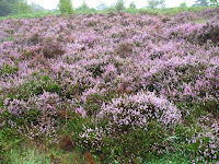 Sussex heather in the rain