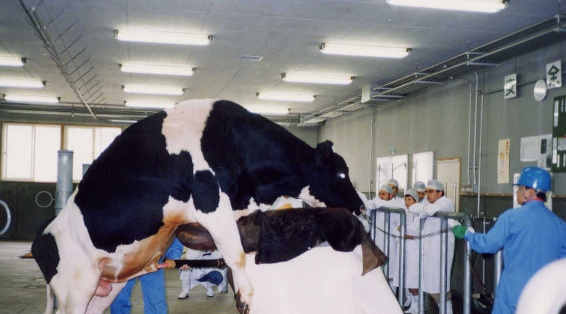 NOT WORTH MENTIONING! 6 QUESTIONS FOR A BULL SPERM COLLECTOR.