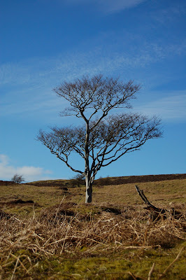 Beech tree (Fagus sylvatica)