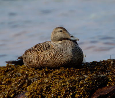 eider (Somateria mollissima)