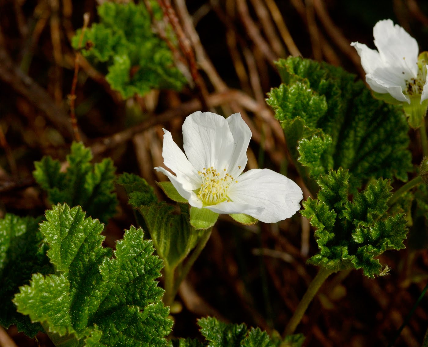 Scottish Wildlife Blog Tinto Hill, South Lanarkshire SSSI