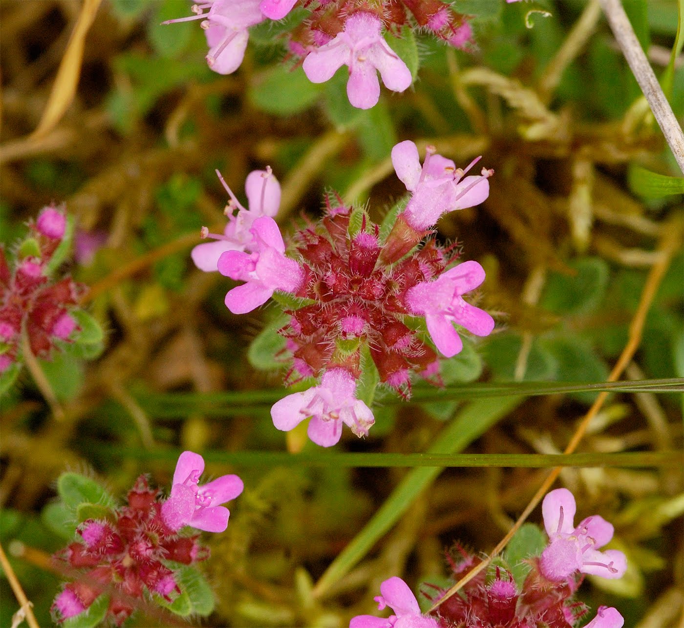 Wild Thyme Flower
