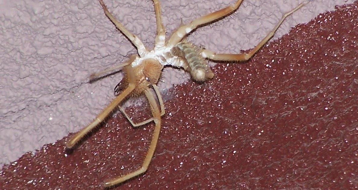 Arizona Gronseth Report Sun Spider