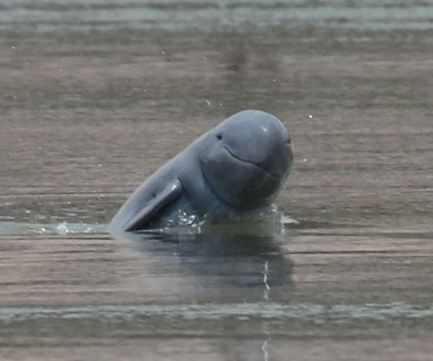 Mekong+dolphin+facts