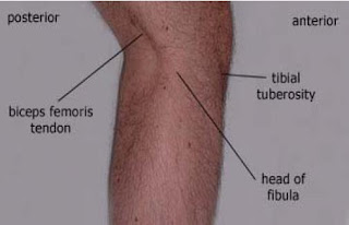 Anatomy of Foot and Ankle | Podiatry