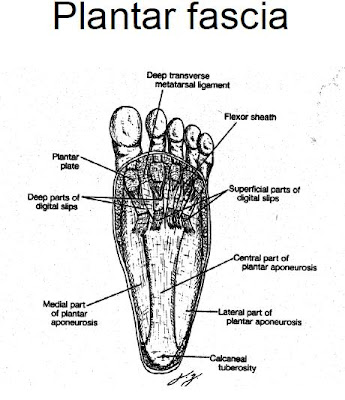 Muscles of the Foot and Ankle | Podiatry