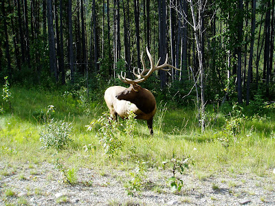 Scottish Elk