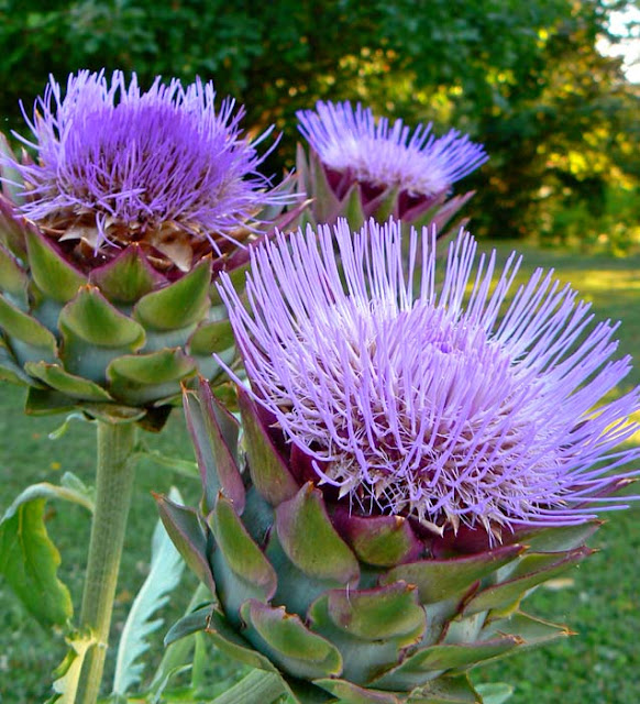 wcs The artichokes are blooming