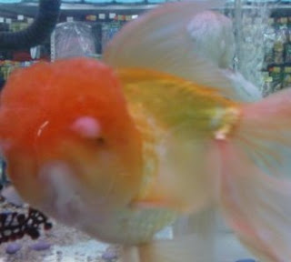 Ikan Hias