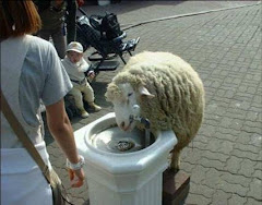 Je vais vous montrer que je ne suis pas un mouton!
