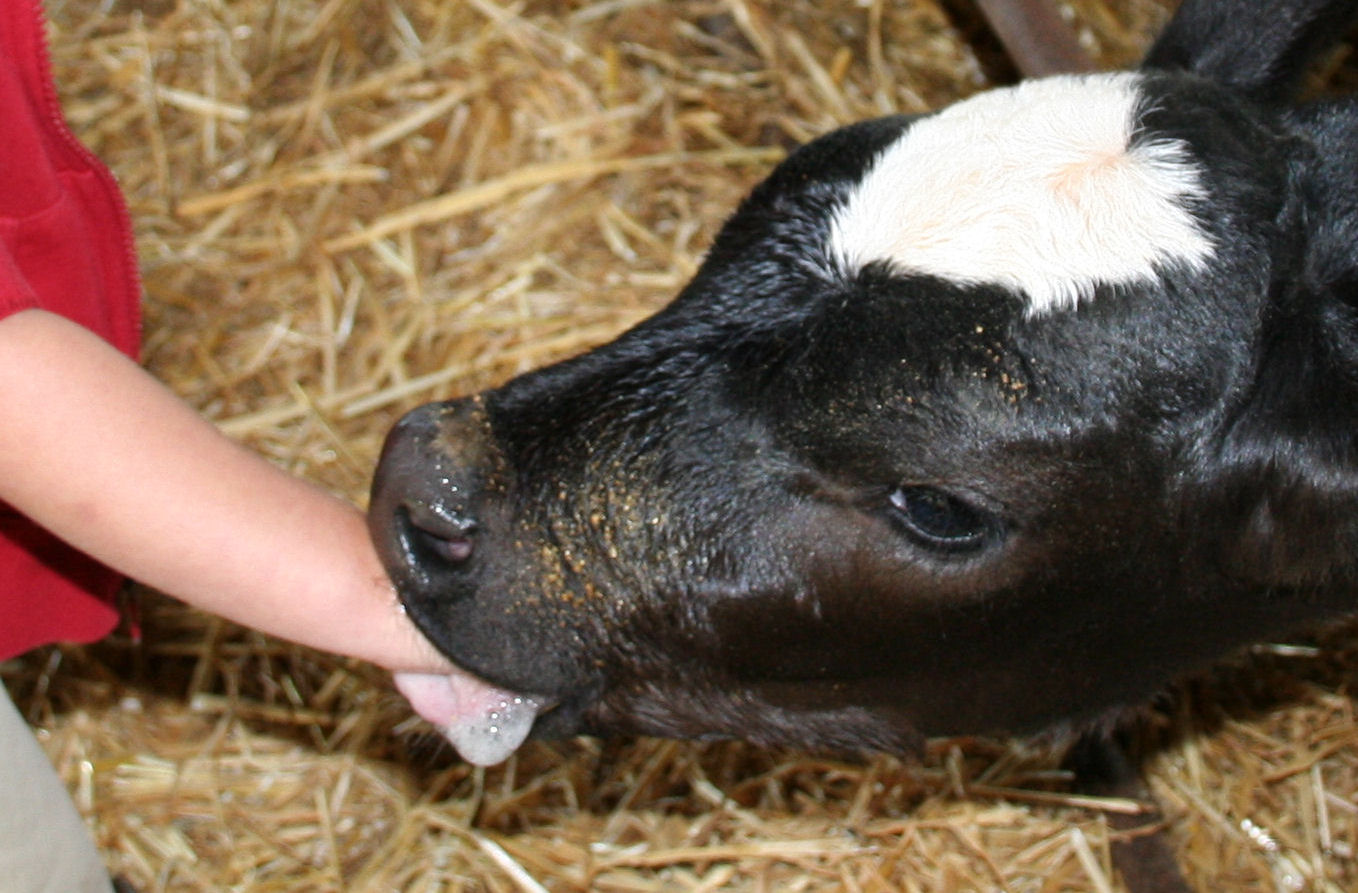 Calf suck a man dick - sex video suck man dick a Calf
