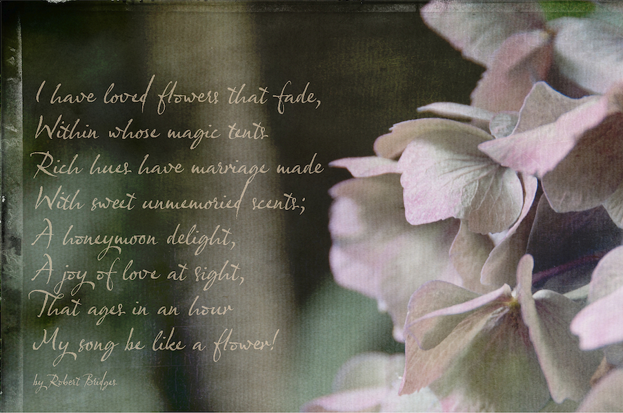 Eyeshoot Photography and Food I have loved flowers that fade